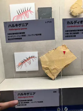 特別展　大絶滅展に投稿された画像（2026/7/20）