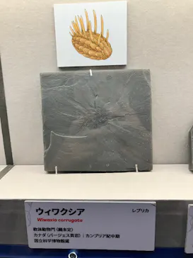 特別展　大絶滅展に投稿された画像（2026/7/20）