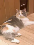 猫カフェモカ 名古屋栄店に投稿された画像（2026/7/20）