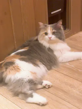 猫カフェモカ 名古屋栄店に投稿された画像（2026/7/20）