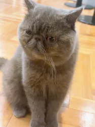 猫カフェモカ 名古屋栄店に投稿された画像（2026/7/20）