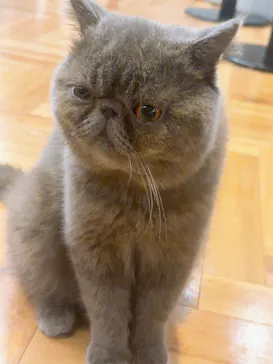 猫カフェモカ 名古屋栄店に投稿された画像（2026/7/20）