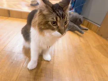 猫カフェモカ 名古屋栄店に投稿された画像（2026/7/20）