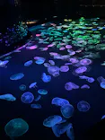 すみだ水族館に投稿された画像（2026/7/20）