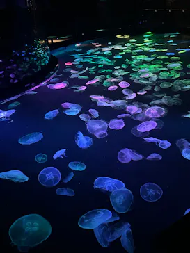 すみだ水族館に投稿された画像（2026/7/20）