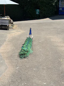 伊豆シャボテン動物公園に投稿された画像（2026/7/20）