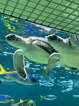 葛西臨海水族園に投稿された画像（2026/7/20）