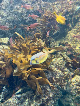 葛西臨海水族園に投稿された画像（2026/7/20）