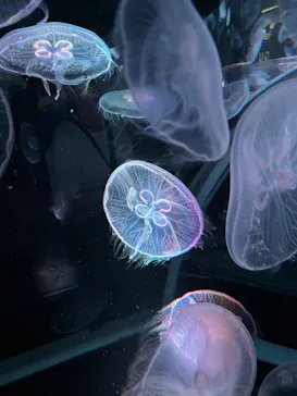 京都水族館に投稿された画像（2026/7/20）