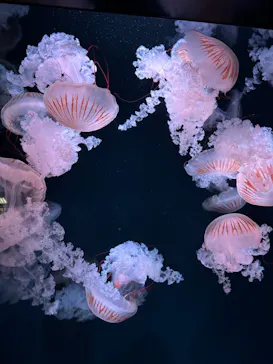 京都水族館に投稿された画像（2026/7/20）