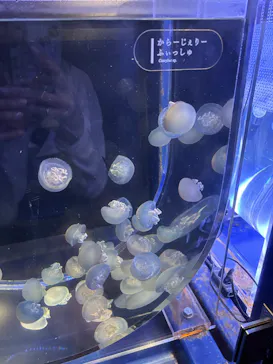 京都水族館に投稿された画像（2026/7/20）
