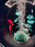 アートアクアリウム美術館 GINZAに投稿された画像（2026/7/20）