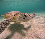 OCEAN LIFE 宮古島に投稿された画像（2026/7/20）