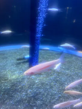 サケのふるさと 千歳水族館に投稿された画像（2026/7/20）