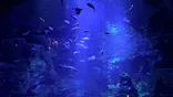 京都水族館に投稿された画像（2026/7/21）