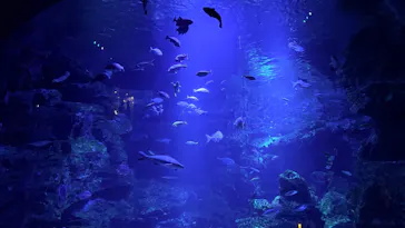 京都水族館に投稿された画像（2026/7/20）