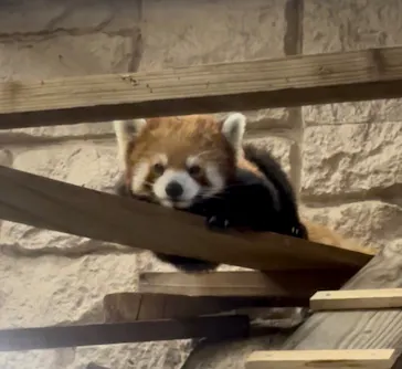 天王寺動物園に投稿された画像（2026/7/20）