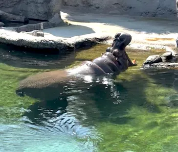 天王寺動物園に投稿された画像（2026/7/20）