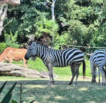 天王寺動物園に投稿された画像（2026/7/20）