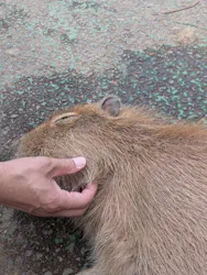 伊豆シャボテン動物公園に投稿された画像（2026/7/20）