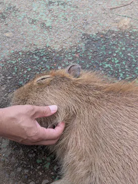 伊豆シャボテン動物公園に投稿された画像（2026/7/20）