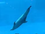 名古屋港水族館に投稿された画像（2026/7/21）