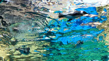 京都水族館に投稿された画像（2026/7/20）