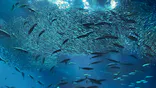 アクアワールド茨城県大洗水族館に投稿された画像（2026/7/21）