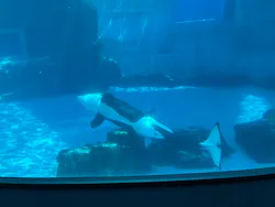 名古屋港水族館に投稿された画像（2026/7/21）
