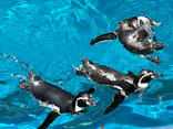 アクアワールド茨城県大洗水族館に投稿された画像（2026/7/21）