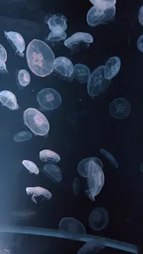 京都水族館に投稿された画像（2026/7/21）