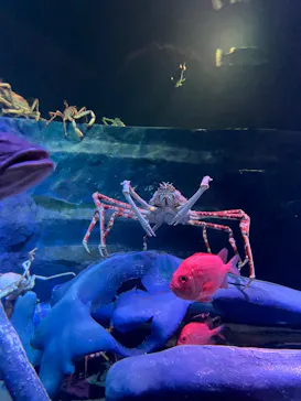 竹島水族館に投稿された画像（2026/7/21）
