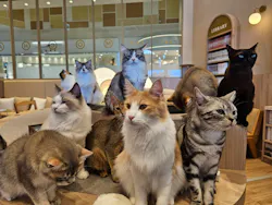 猫カフェモカ イオンモール浜松市野店に投稿された画像（2026/7/21）