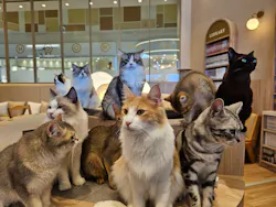 猫カフェモカ イオンモール浜松市野店に投稿された画像（2026/7/21）