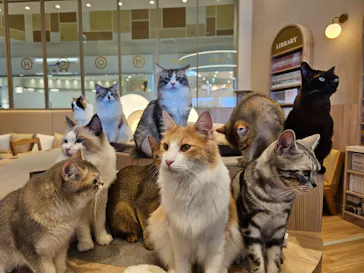 猫カフェモカ イオンモール浜松市野店に投稿された画像（2026/7/21）