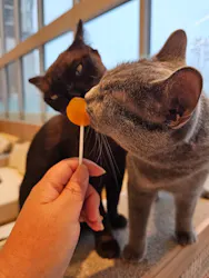 猫カフェモカ イオンモール浜松市野店に投稿された画像（2026/7/21）