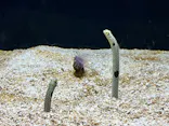 横浜開運水族館 フォーチュンアクアリウムに投稿された画像（2026/7/21）