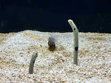 横浜開運水族館 フォーチュンアクアリウムに投稿された画像（2026/7/21）