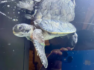 横浜開運水族館 フォーチュンアクアリウムに投稿された画像（2026/7/21）