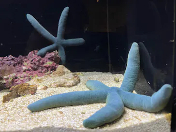 横浜開運水族館 フォーチュンアクアリウムに投稿された画像（2026/7/21）