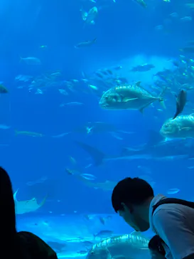 沖縄美ら海水族館に投稿された画像（2026/7/21）