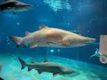 アクアワールド茨城県大洗水族館に投稿された画像（2026/7/21）