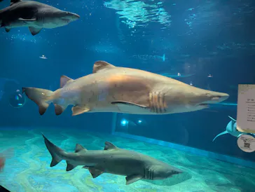 アクアワールド茨城県大洗水族館に投稿された画像（2026/7/21）