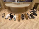 猫カフェモカ イオンモール岡山店に投稿された画像（2026/7/21）