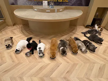 猫カフェモカ イオンモール岡山店に投稿された画像（2026/7/21）