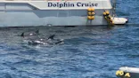 イルカウォッチング受付予約センターに投稿された画像（2026/7/21）