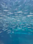 環境水族館アクアマリンふくしまに投稿された画像（2026/7/21）