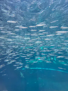 環境水族館アクアマリンふくしまに投稿された画像（2026/7/21）