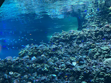 葛西臨海水族園に投稿された画像（2026/7/21）