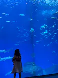 アクアワールド茨城県大洗水族館に投稿された画像（2026/7/21）